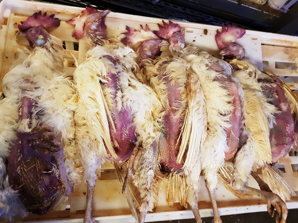 s63