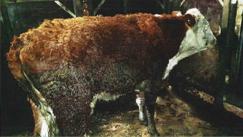 kviga21