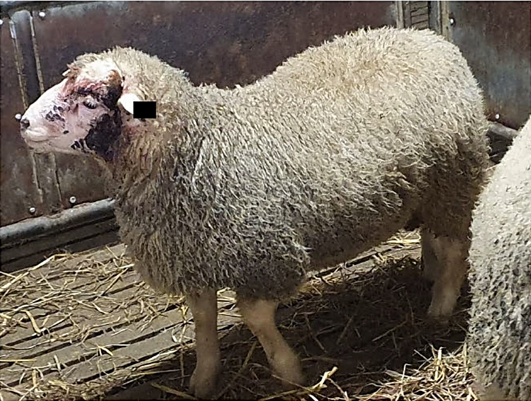 lamm78